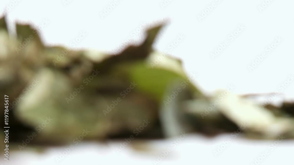 Coca leaves on a white background in South America Coca leaves on a white background in South America
