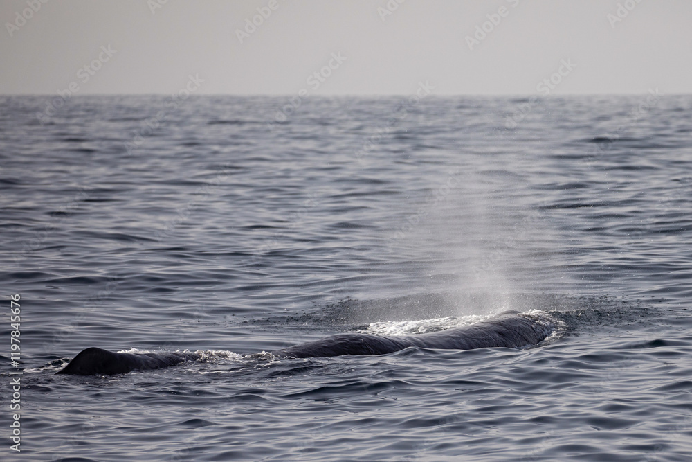 Obraz premium A Sperm whale surfaces above the waters near Kaikoura and displays its dorsal fin and blow.