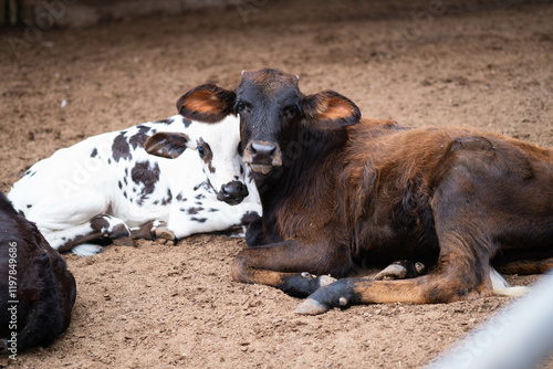 Vacas bebe acostadas, ganado. photo