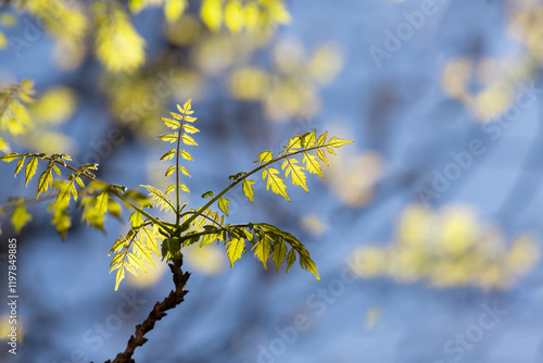 New leaves on the branches of a tree.
