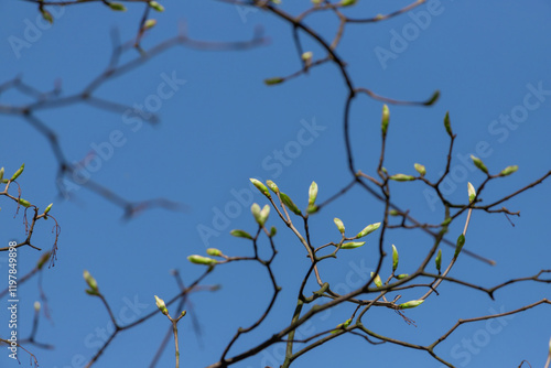 New leaves on the branches of a tree.