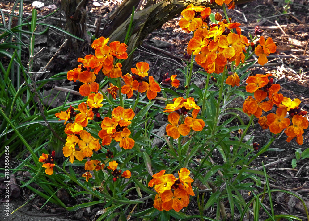 Lak pospolity, Lak pachnący, Erysimum cheiri, spring flowers of Erysimum cheiri, also known as the Wallflower, blooming wallflower in the garden