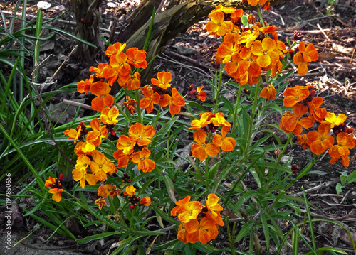 Obraz na płótnie Lak pospolity, Lak pachnący, Erysimum cheiri, spring flowers of Erysimum cheiri, also known as the Wallflower, blooming wallflower in the garden w salonie