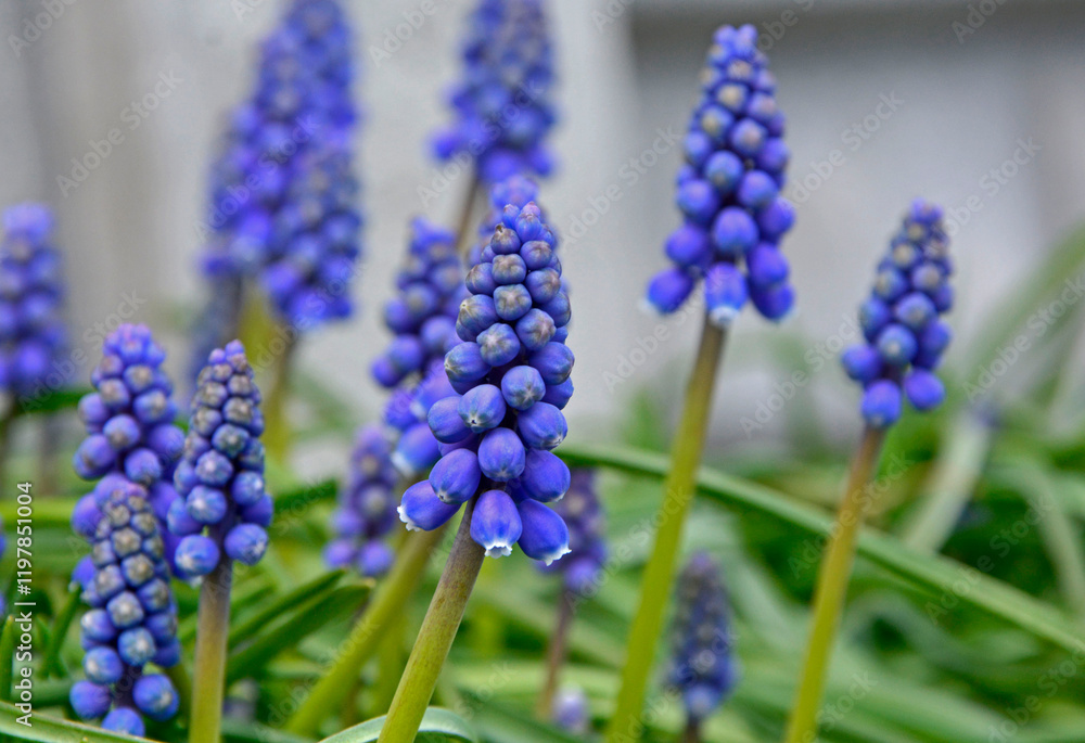 szafirki w ogrodzie, Muscari, muscari flower known as common grape hyacinth