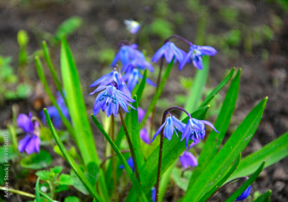 Cebulica syberyjska (Scilla siberica), Cebulica syberyjska (Scilla siberica), Scilla siberica blooming flowers, Siberian squill, wood squill, Closeup of blue Siberian squill wildflowers in a field