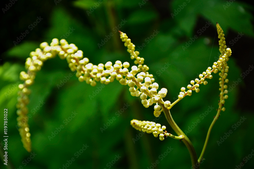 Pluskwica groniasta, sercolistna, świecznica groniasta, Cimicifuga racemosa, kwitnąca pluskwica, Actaea racemosa, black cohosh, black bugbane, black snakeroot, rattle-top, fairy candle