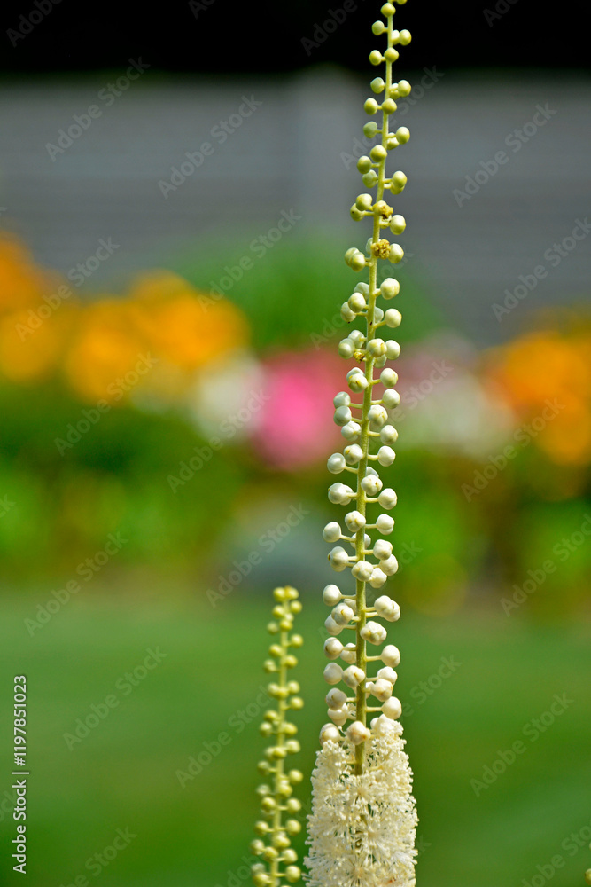 Pluskwica groniasta, sercolistna, świecznica groniasta, Cimicifuga racemosa, kwitnąca pluskwica, Actaea racemosa, black cohosh, black bugbane, black snakeroot, rattle-top, fairy candle