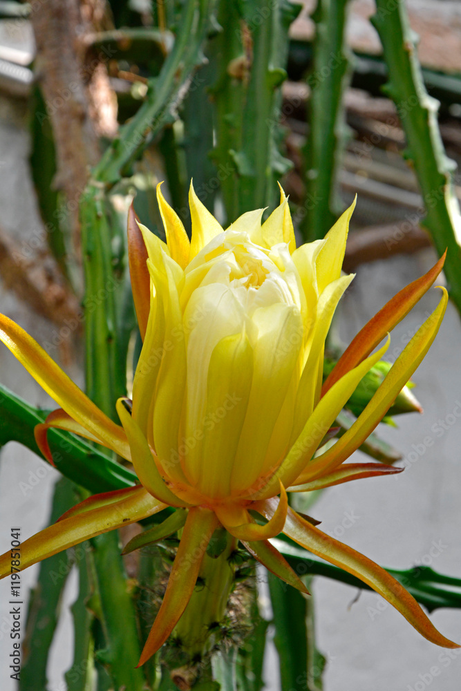 kwitnący kaktus epifilum, żółto-białe kwiaty epifilum, kwitnące Epiphyllum, Epiphyllum, Close-up of Epiphyllum blooming, Blooming Epiphyllum