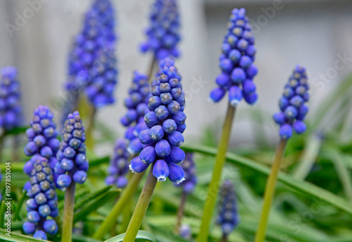 Obraz na płótnie szafirki w ogrodzie, Muscari, muscari flower known as common grape hyacinth w salonie