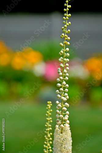 Obraz na płótnie Pluskwica groniasta, sercolistna, świecznica groniasta, Cimicifuga racemosa, kwitnąca pluskwica, Actaea racemosa, black cohosh, black bugbane, black snakeroot, rattle-top, fairy candle w salonie