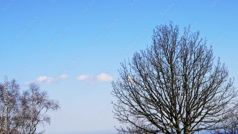 青空と冬の木01
