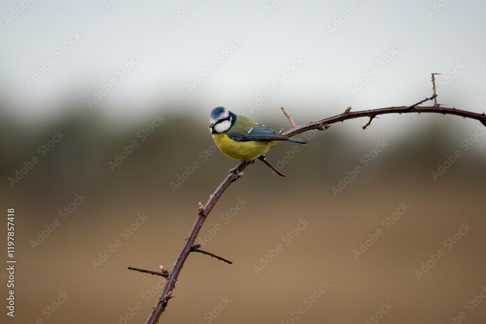 close-up of a blue tit (Cyanistes caeruleus) perched on a single winter branch close-up of a blue tit (Cyanistes caeruleus) perched on a single winter branch