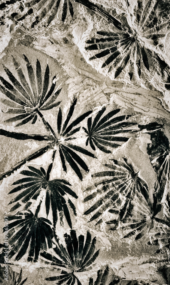 Carbonised coal fossil fossilised fern frond leaf from Jurassic era in Coal Museum of China. Taiyuan city, Shanxi