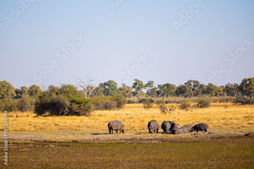Photos Hippos resting on dry land.