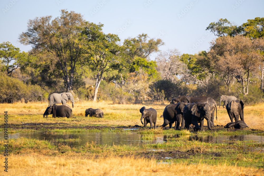 Elephants enjoying a mud bath. Elephants enjoying a mud bath.