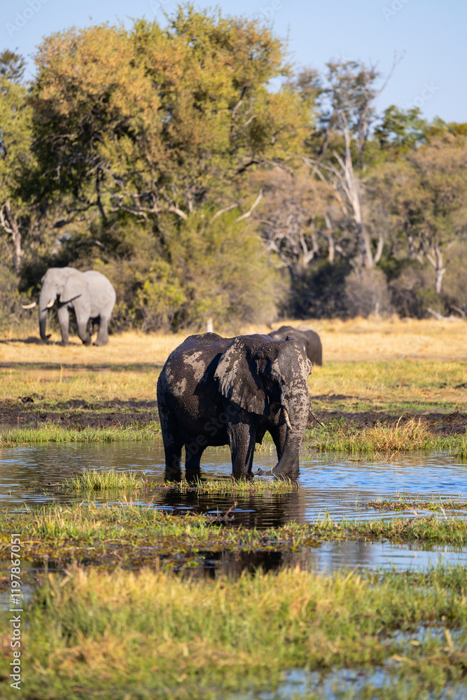 Obraz premium Elephant in a watering hole.