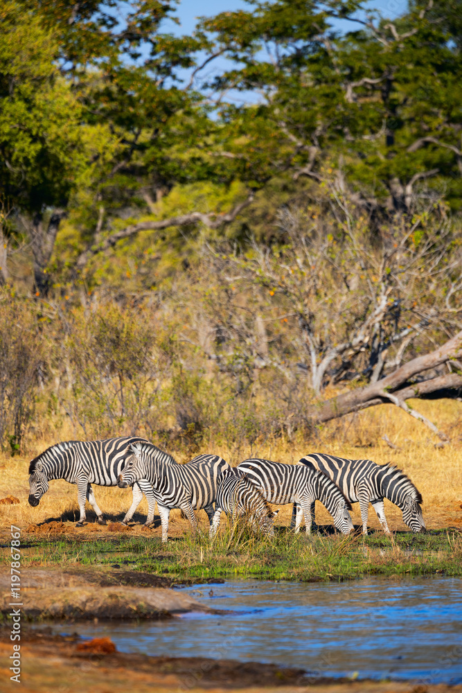Fototapeta premium Zebras grazing near water.