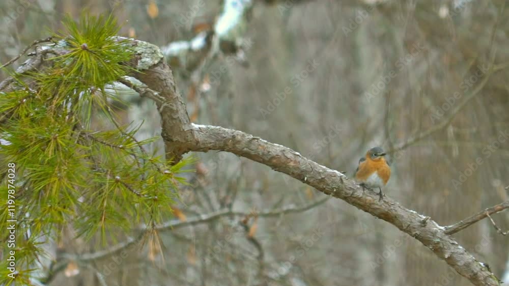 A beautiful Eastern Bluebird flies off a pine branch, towards the camera, during a snow storm. A beautiful Eastern Bluebird flies off a pine branch, towards the camera, during a snow storm.