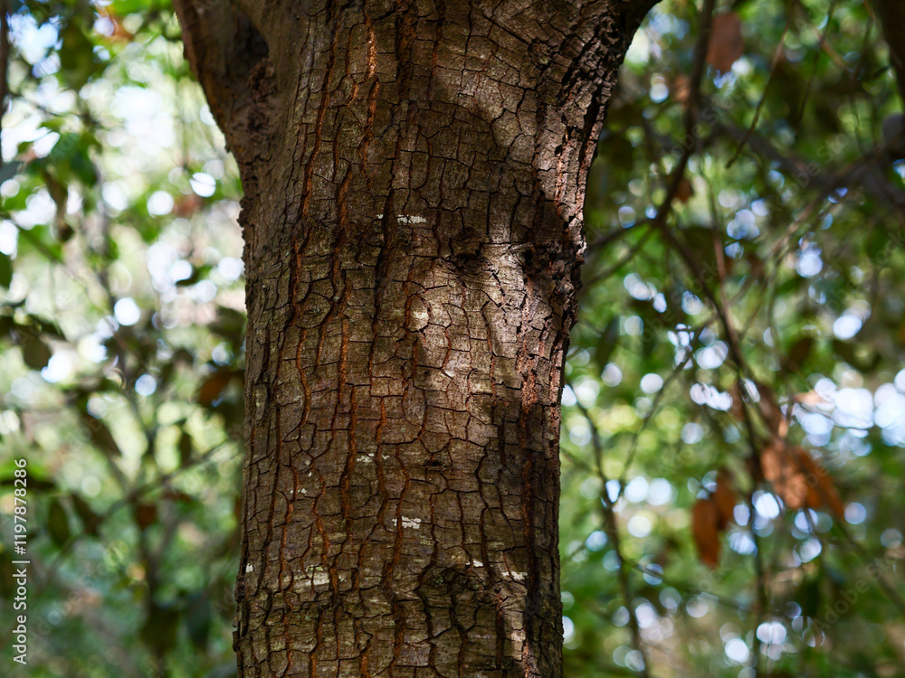 Tree trunk in the forest close-up, foliage out of focus, frontal view, bark texture, nature of France, Europe Tree trunk in the forest close-up, foliage out of focus, frontal view, bark texture, nature of France, Europe
