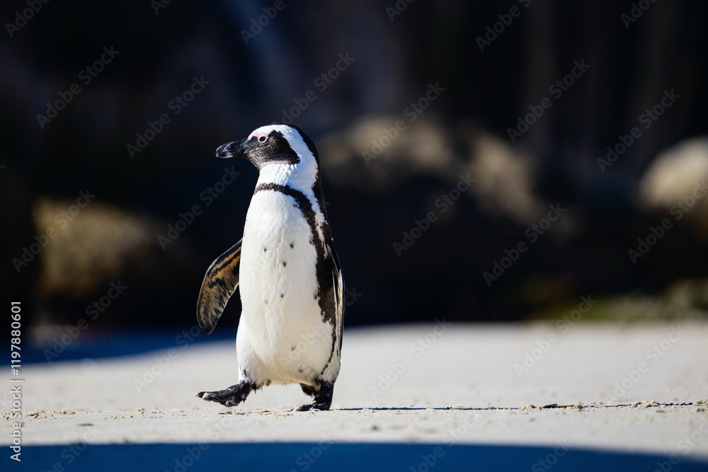 Fototapeta premium African penguin standing on sandy beach.