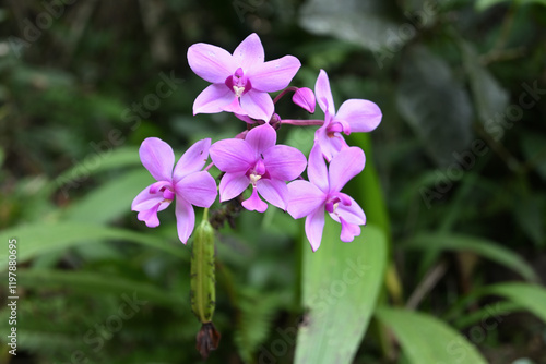 A cluster of purplish ground orchid flowers is blooming in the garden