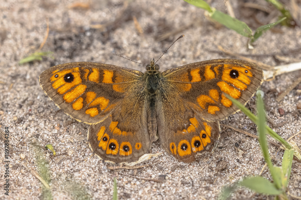 Obraz premium Wall Brown Butterfly Lasiommata megera
