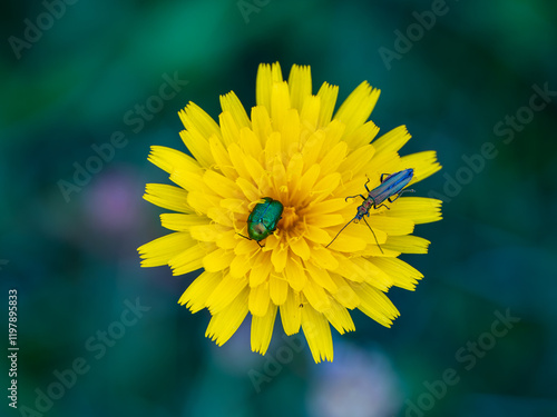 Rose Chafer and Musk Beeetle on a Dandelion photo