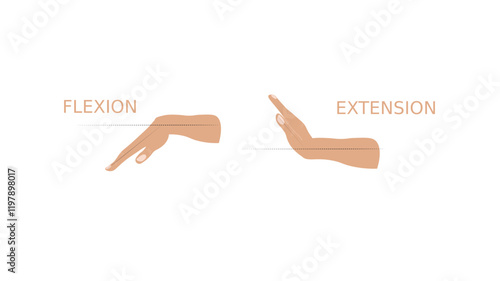 Wrist range of motion flexion and extension