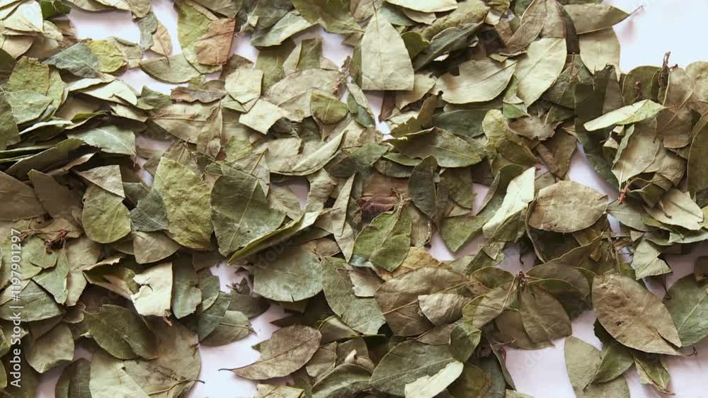 Coca leaves falling down to a white background in south america. Coca leaves falling down to a white background in south america.