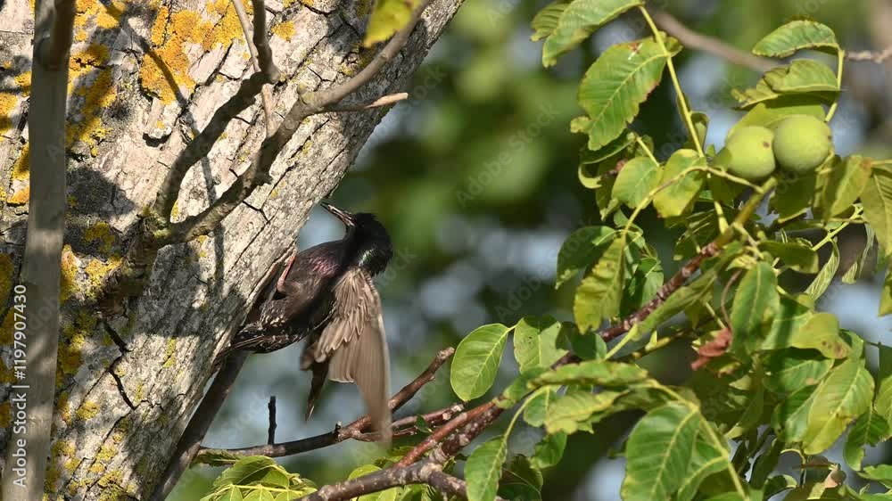 Songbird, common starling, Sturnus vulgaris, flying to the nest hole in the tree to feed chick. Slow motion. Close up.