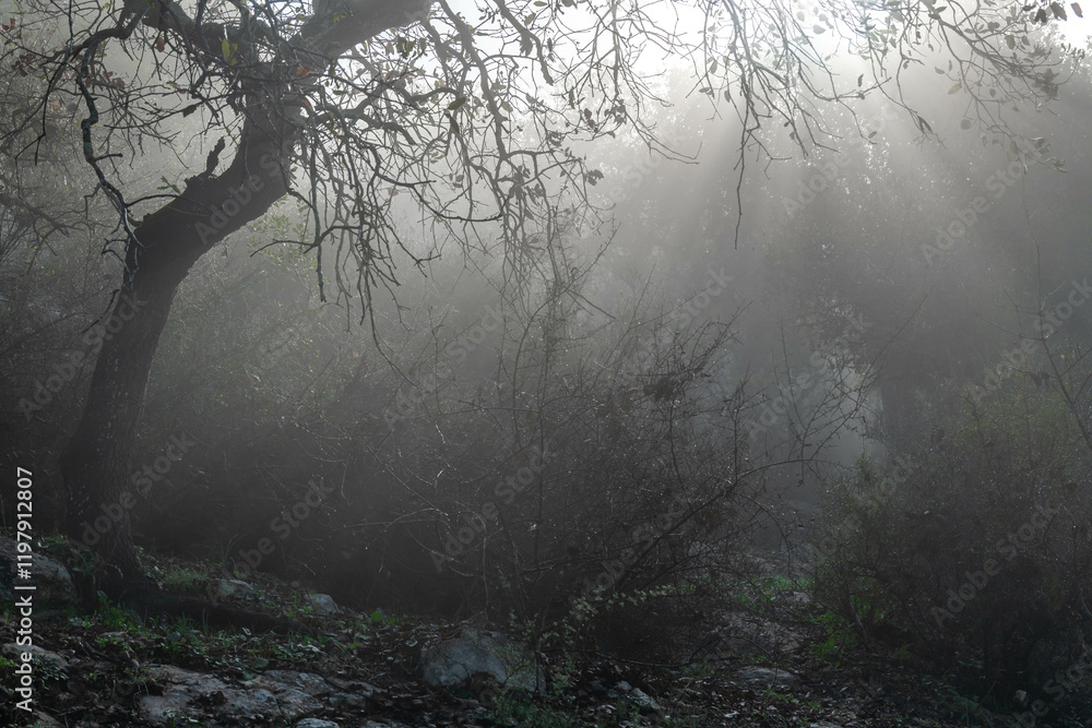 Fototapeta premium Woodland slope covered in dreamy clouds with sunbeams shining through early morning in northern Israel near Kiryat Tivon. 