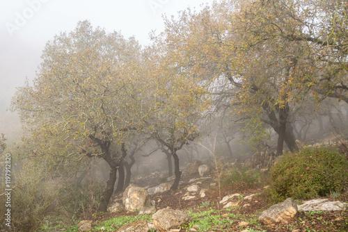 Woodland slope covered in dreamy clouds early morning in northern Israel near Kiryat Tivon.
 photo