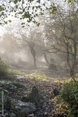 Woodland slope covered in dreamy clouds early morning in northern Israel near Kiryat Tivon.
 photo