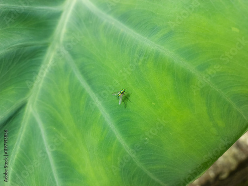 Insect on a green leaf, nature photography 
