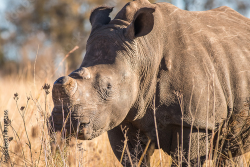 A dehorned white rhino in the wild photo