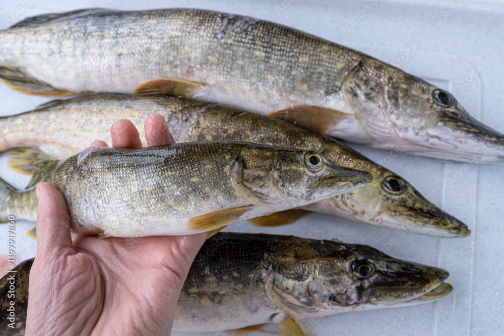 Fisherman Holding Freshly Caught Pike. Close up. Fisherman Holding Freshly Caught Pike. Close up.