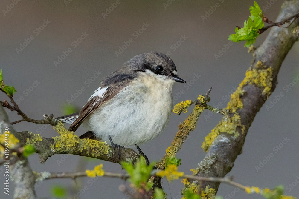 Fototapeta premium A male Pied Flycatcher (Ficedula hypoleuca) sits on a branch in spring.