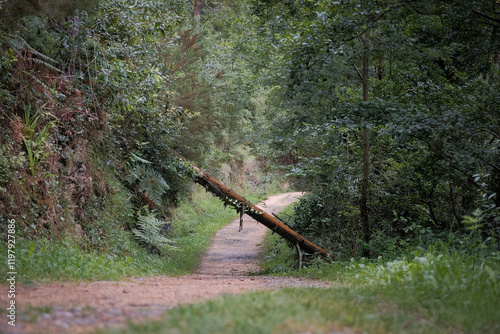 sendero con árbol caído