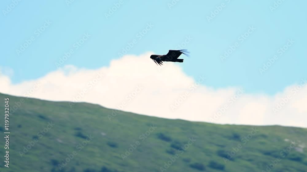 Cinereous vulture Aegypius monachus In the wild. Slow motion. A bird flies against the background of mountains. Cinereous vulture Aegypius monachus In the wild. Slow motion. A bird flies against the background of mountains.