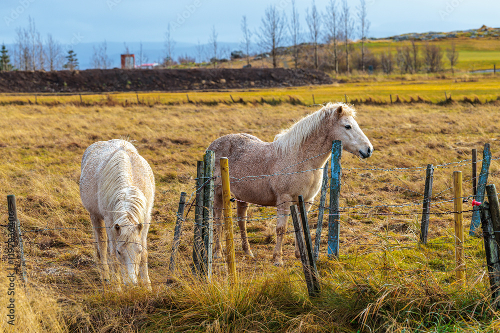 A rare breed of Icelandic horse in the autumn pastures of western Iceland