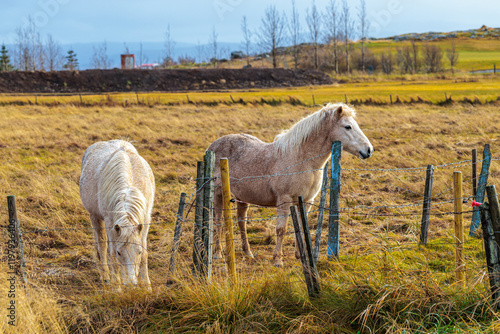 Obraz na płótnie A rare breed of Icelandic horse in the autumn pastures of western Iceland w salonie