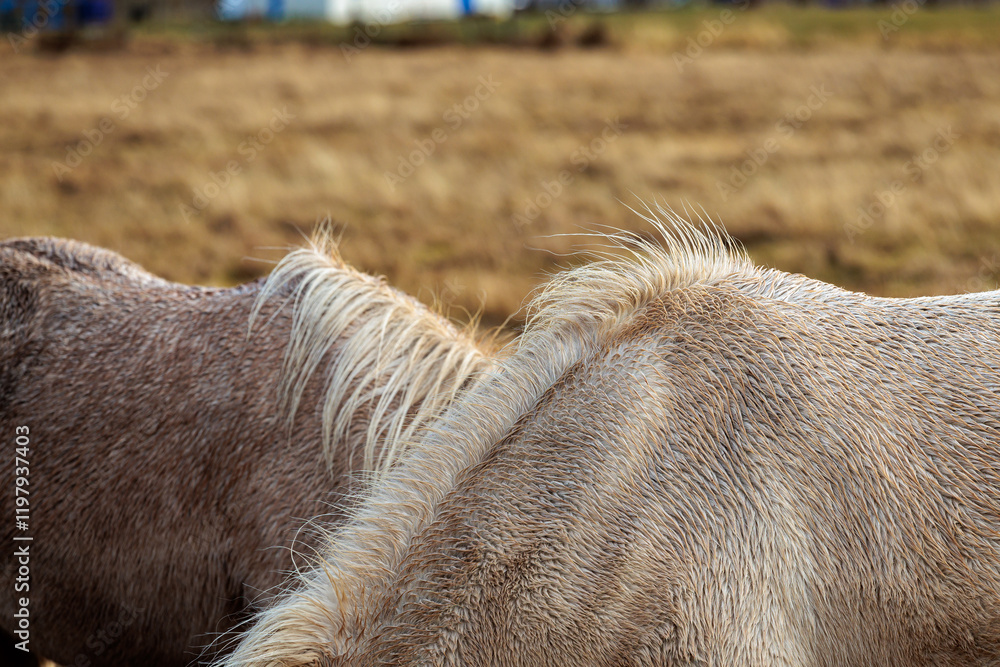A rare breed of Icelandic horse in the autumn pastures of western Iceland