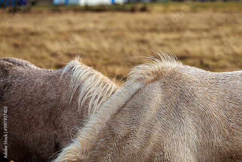 Obraz na płótnie A rare breed of Icelandic horse in the autumn pastures of western Iceland w salonie