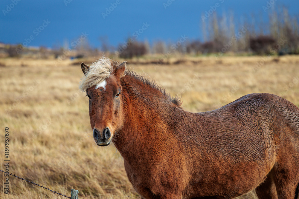 A rare breed of Icelandic horse in the autumn pastures of western Iceland