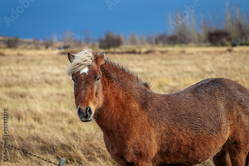 Obraz na płótnie A rare breed of Icelandic horse in the autumn pastures of western Iceland w salonie