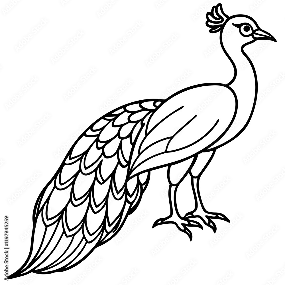 Fototapeta premium beautiful bird peacock silhouette