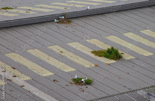 Gulls nesting at Southampton cruise terminal