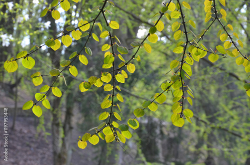  Katsura tree ( Cercidiphyllum japonicum)  branches with green delicate heart shaped leaves in spring . Awakening of nature concept.   photo