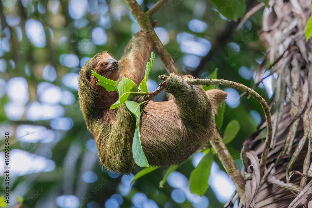 Pale-throated sloth (Bradypus tridactylus) is a species of three-toed sloth that inhabits tropical rainforests in northern South America. Pale-throated sloth (Bradypus tridactylus) is a species of three-toed sloth that inhabits tropical rainforests in northern South America.