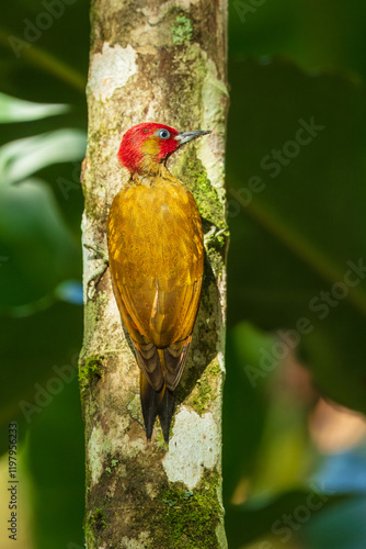 Rufous-winged woodpecker (Piculus simplex) is a species of bird in the family Picidae. It is found in Costa Rica, Honduras, Nicaragua and Panama. photo